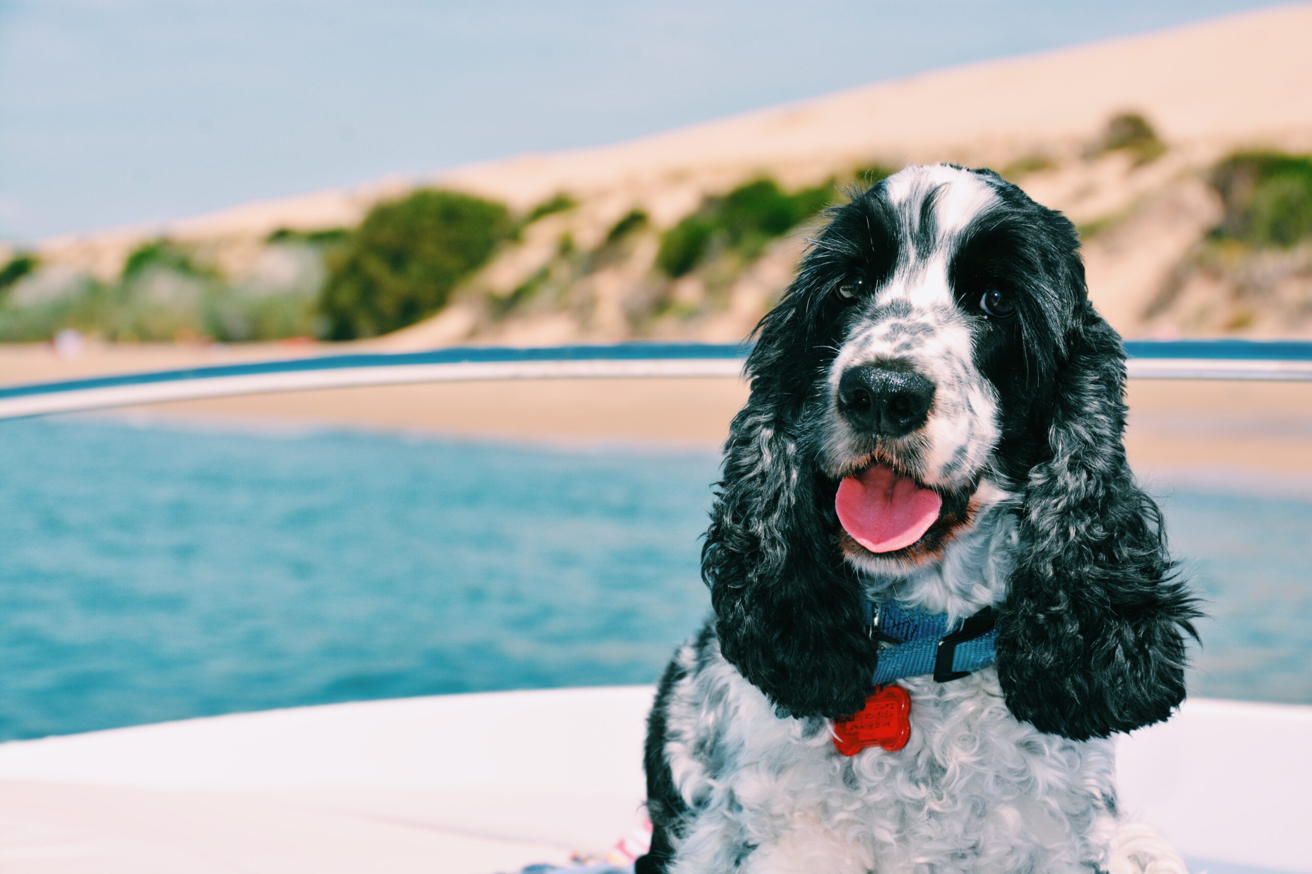 Suki le cocker le plus beau du Cap Ferret