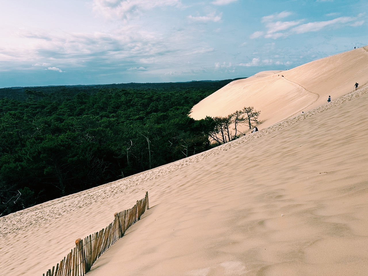 Photo de la Grande Dune du Pilat, vue sur la forêt, très verte, ciel bleu avec nuages blancs