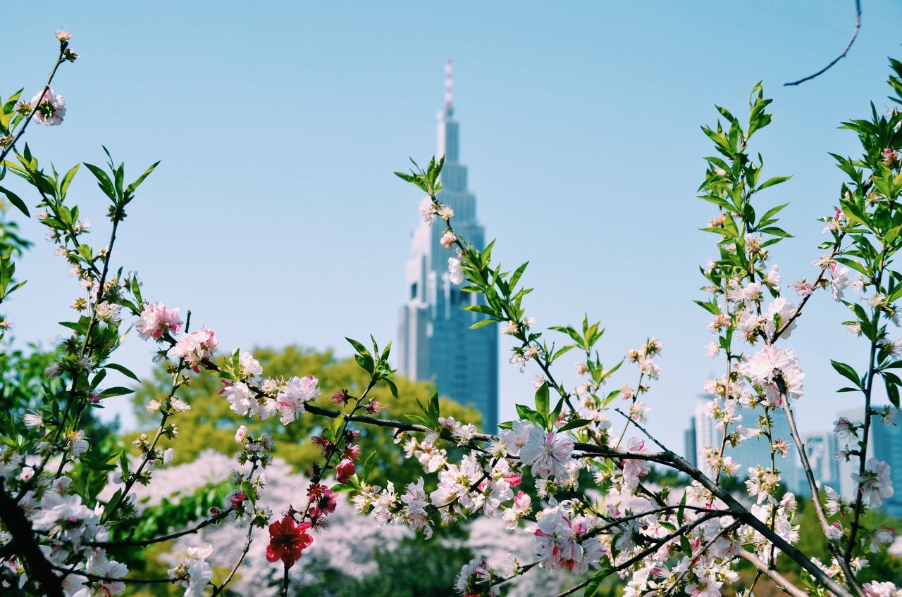a photo of a tower in Tokyo Japan, during spring, with cherry blossoms in full bloom